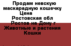 Продам невскую маскарадную кошечку  › Цена ­ 3 000 - Ростовская обл., Ростов-на-Дону г. Животные и растения » Кошки   